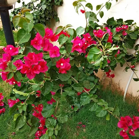 Daire Il Fenicottero Masainas