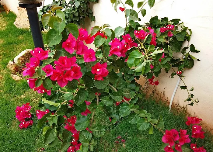 Apartment Il Fenicottero Masainas